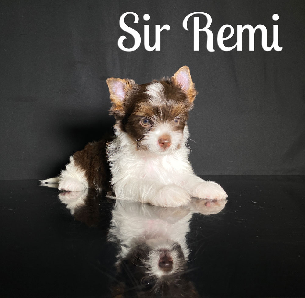 Remi Biewer Puppy