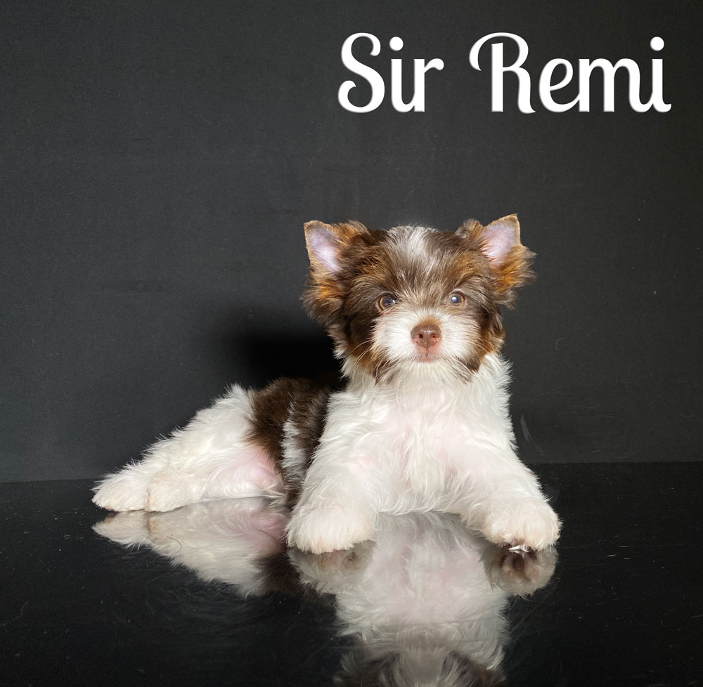 Remi Chocolate Biewer Puppy Biro