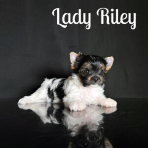Riley Biewer Puppy