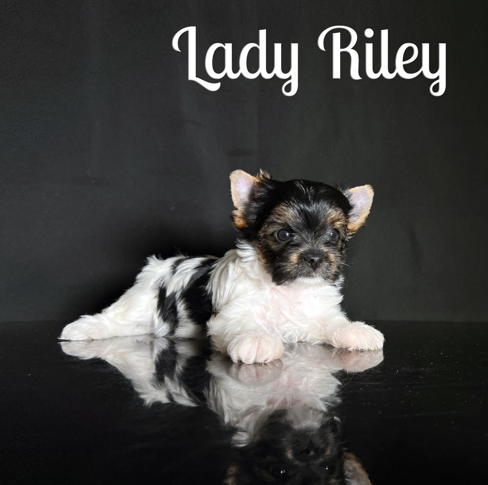 Riley Biewer Puppy