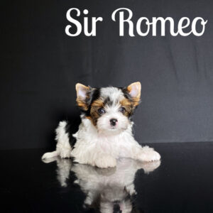 Biewer Puppy Romeo