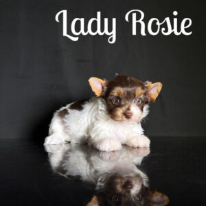 Rosie Biewer Puppy