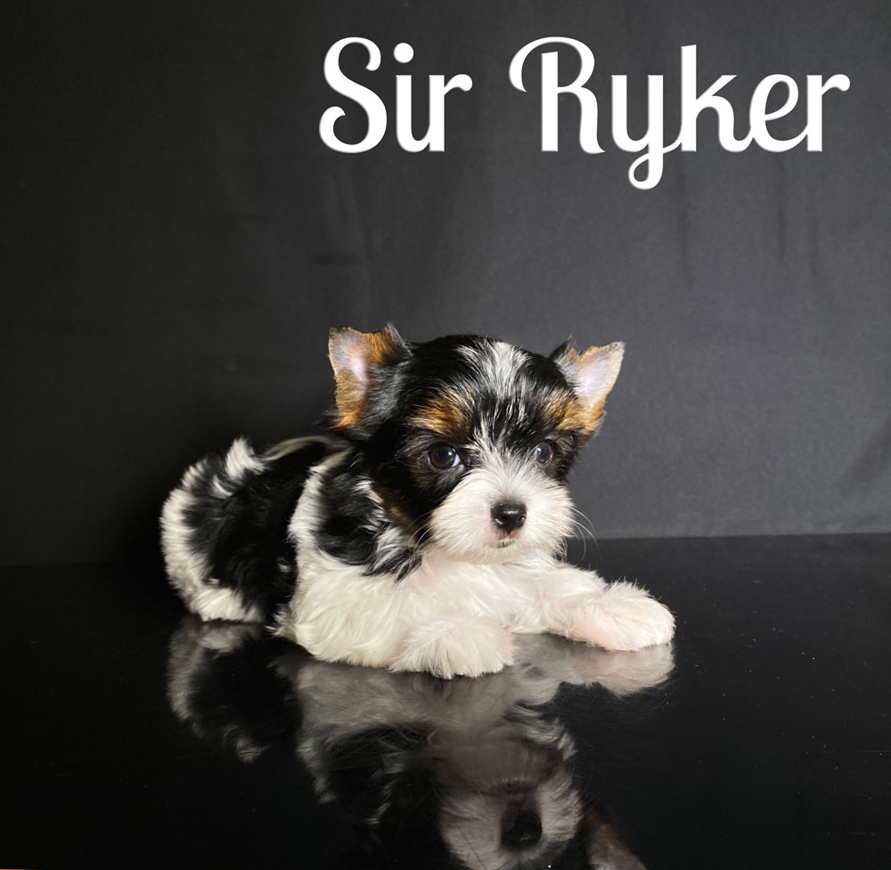 Biewer Puppy Ryker