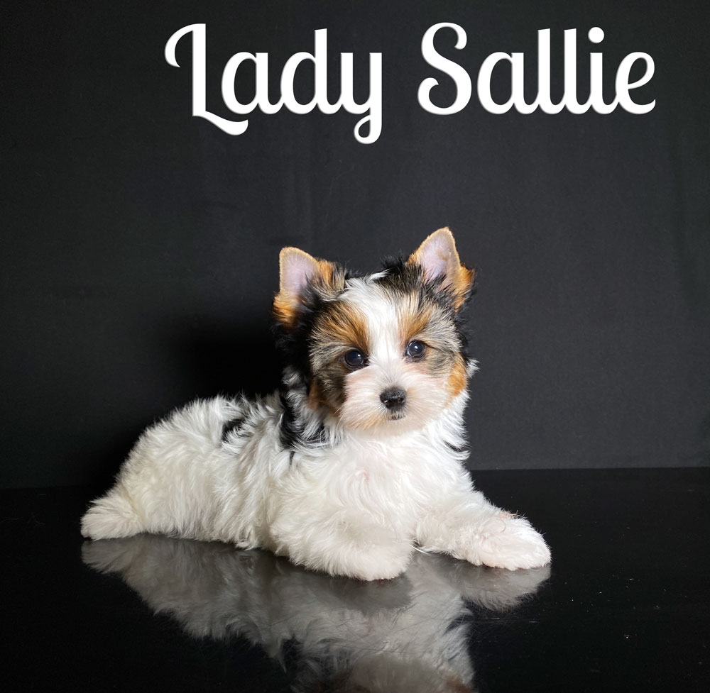 Sallie Biewer Puppy