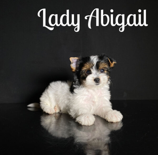 Abigail Biewer Puppy