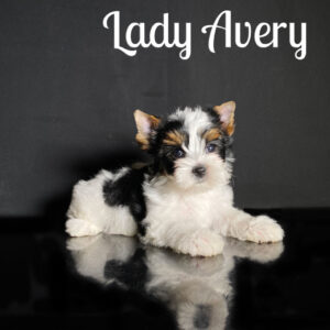 Avery Biewer Puppy