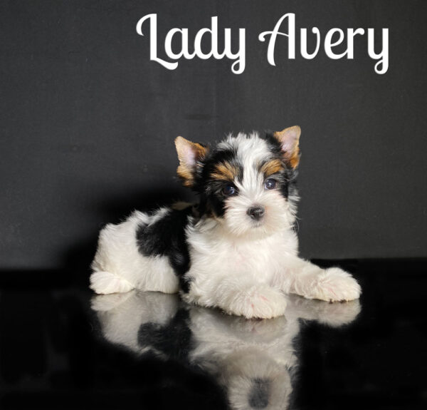 Avery Biewer Puppy