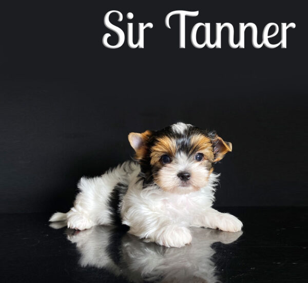 Tanner Biewer Puppy