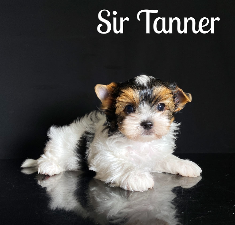 Tanner Biewer Puppy