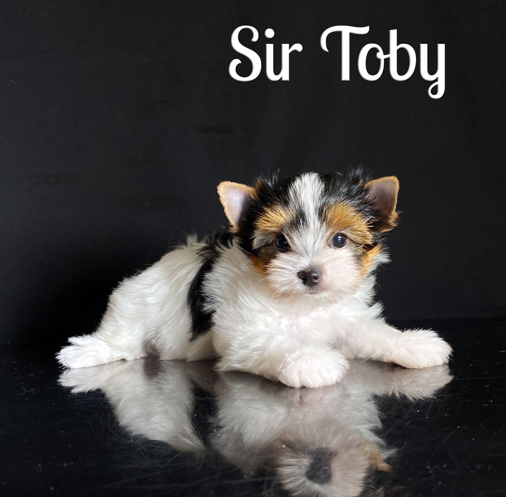 Toby Biewer Puppy