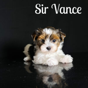 Vance Biewer Puppy
