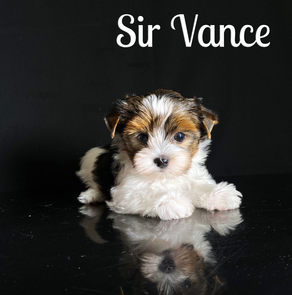 Vance Biewer Puppy
