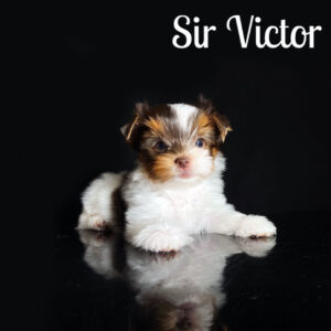 Victor Chocolate Biewer Puppy Biro