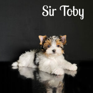 Toby Biewer Puppy