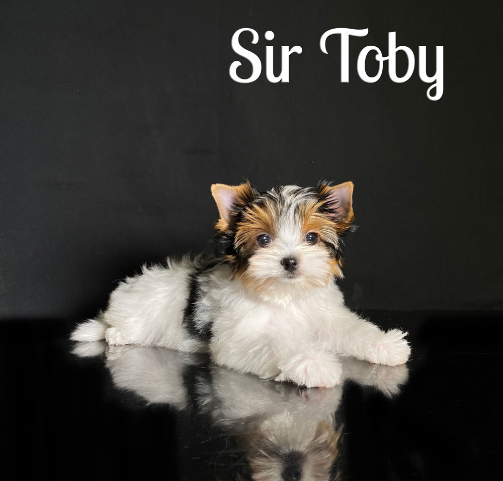 Toby Biewer Puppy