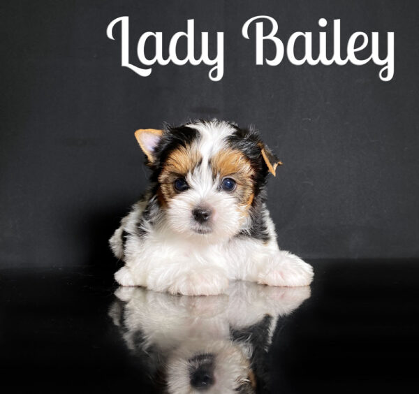 Biewer Puppy Girl Bailey