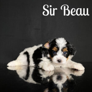 Biewer Puppy Beau