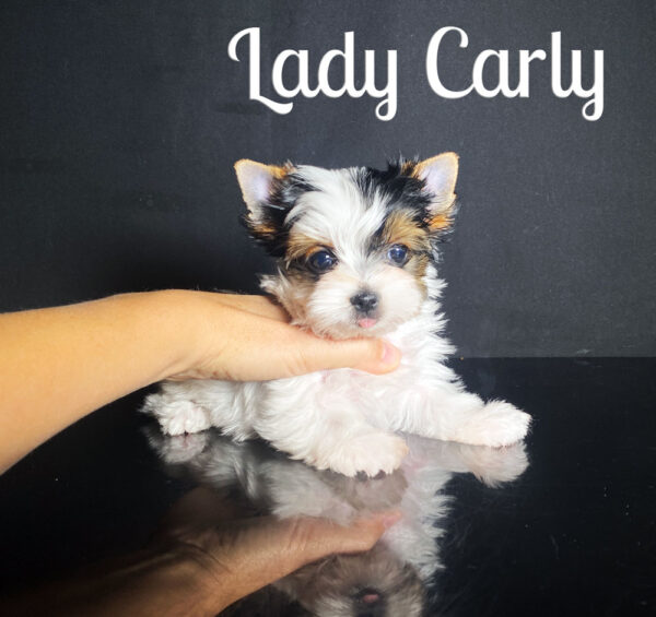 Carly Biewer Puppy