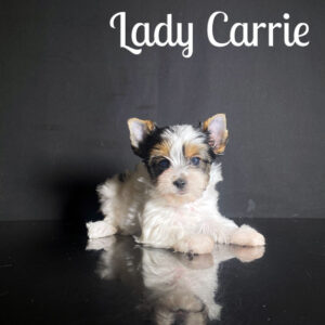 Carrie Biewer Puppy