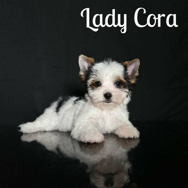 Cora Biewer Puppy