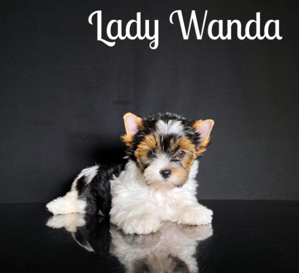 Biewer Puppy Wanda