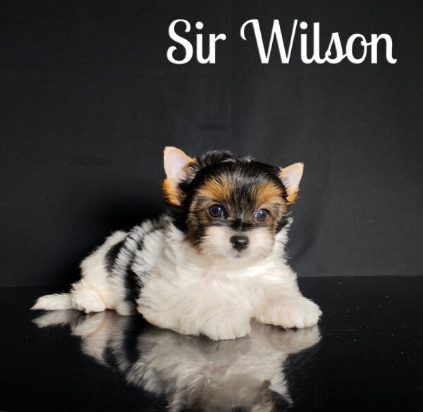 Wilson Biewer Puppies