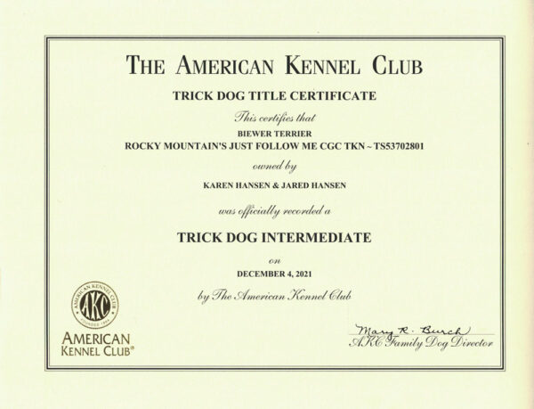AKC Trick Dog Intermediate Certificate Rocky Mountain's Just Follow Me