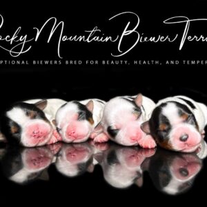 Newborn Biewer Terrier Litter Bailey