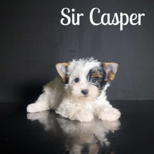 Casper Biewer Puppy