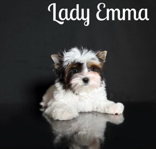 Emma Biewer Puppy