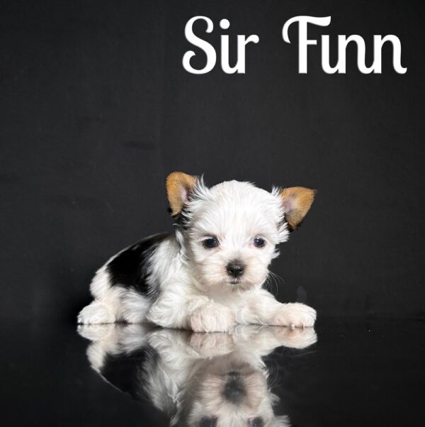 Finn Biewer Puppy