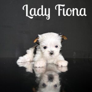 Fiona Biewer Puppy
