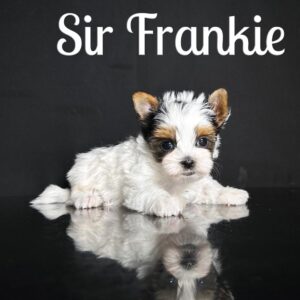 Frankie Biewer Puppy