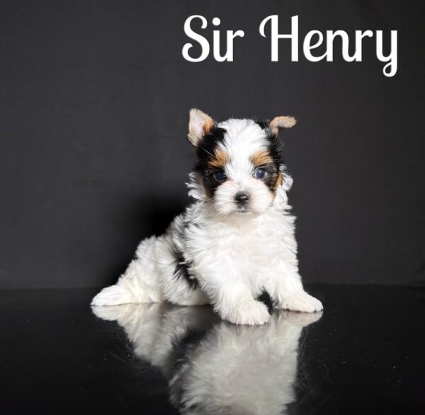 Henry Biewer Puppy