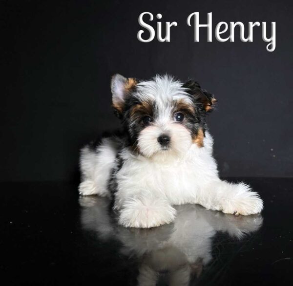 Henry Biewer Puppy