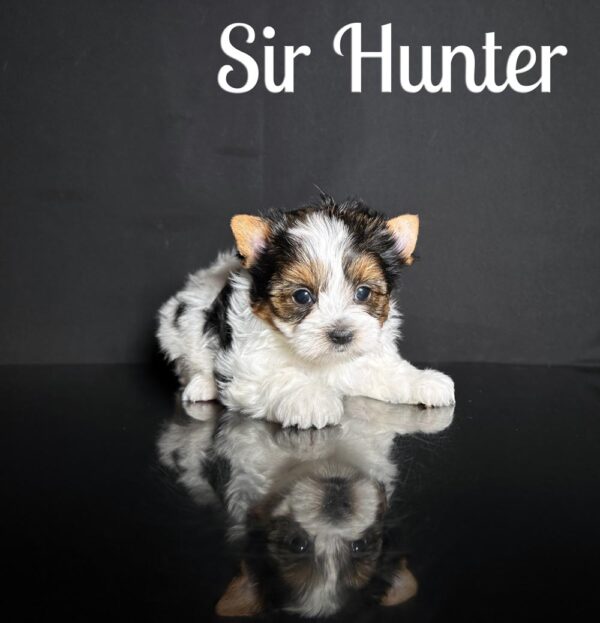 Hunter Biewer Puppy