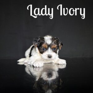 Ivory Biewer Puppy