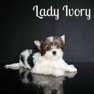 Ivory Biewer Terrier Puppy