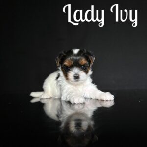 Ivy Biewer Puppy