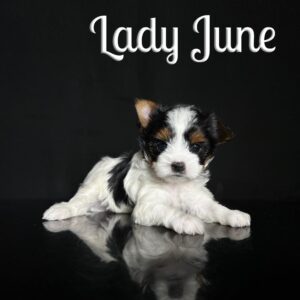 June Biewer Puppy