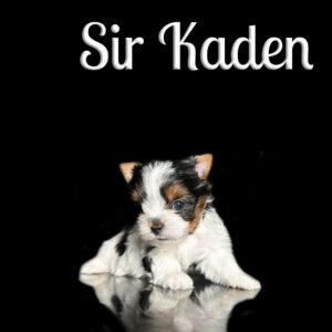 Kaden Biewer Puppy