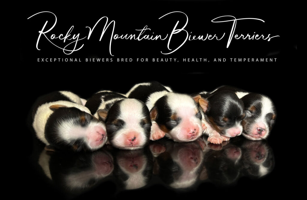 Newborn Biewer Terrier Puppies
