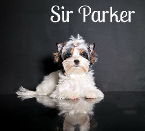 Biewer Puppy Parker