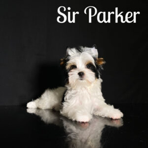 Parker Biewer Puppy