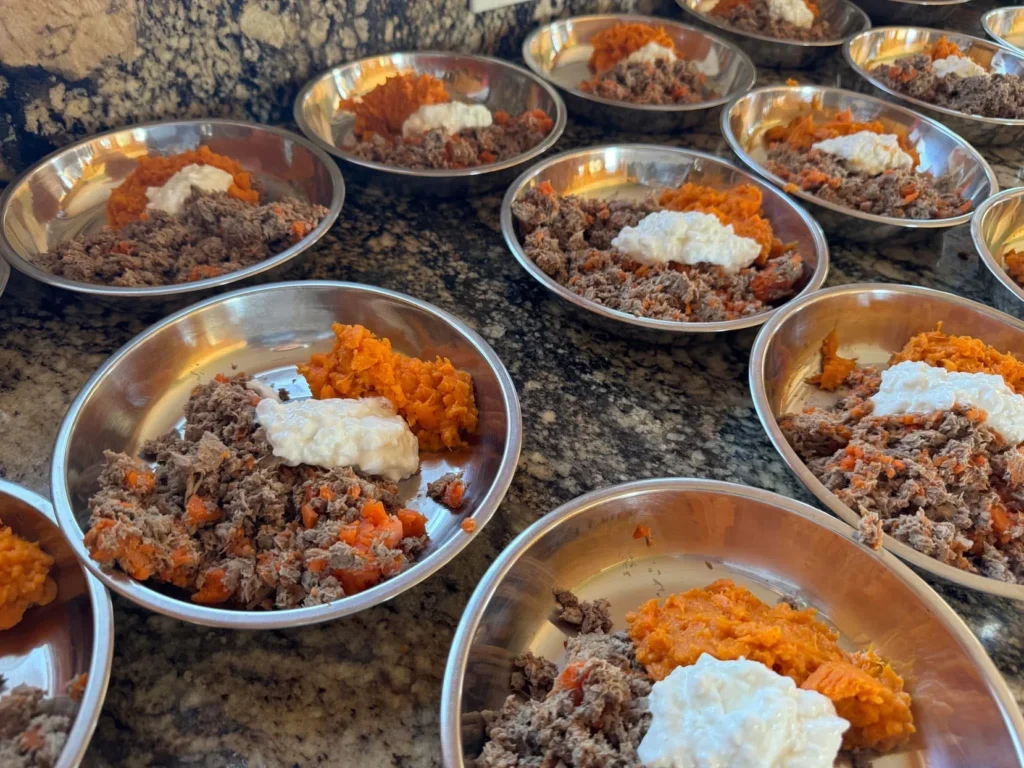 Homemade Biewer Terrier Cooked Meals