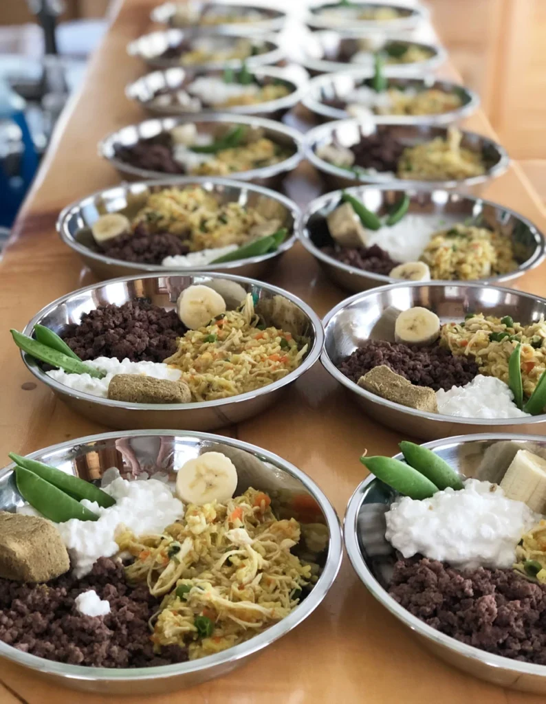 Homemade Biewer Terrier Cooked Meals