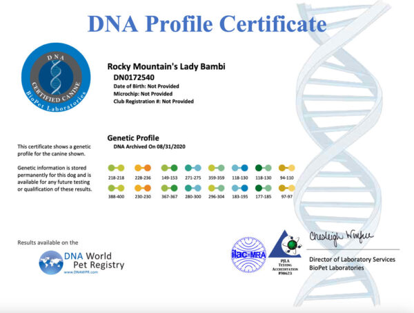 DNA Profile Biewer Terrier Rocky Mountain's Lady Bambi