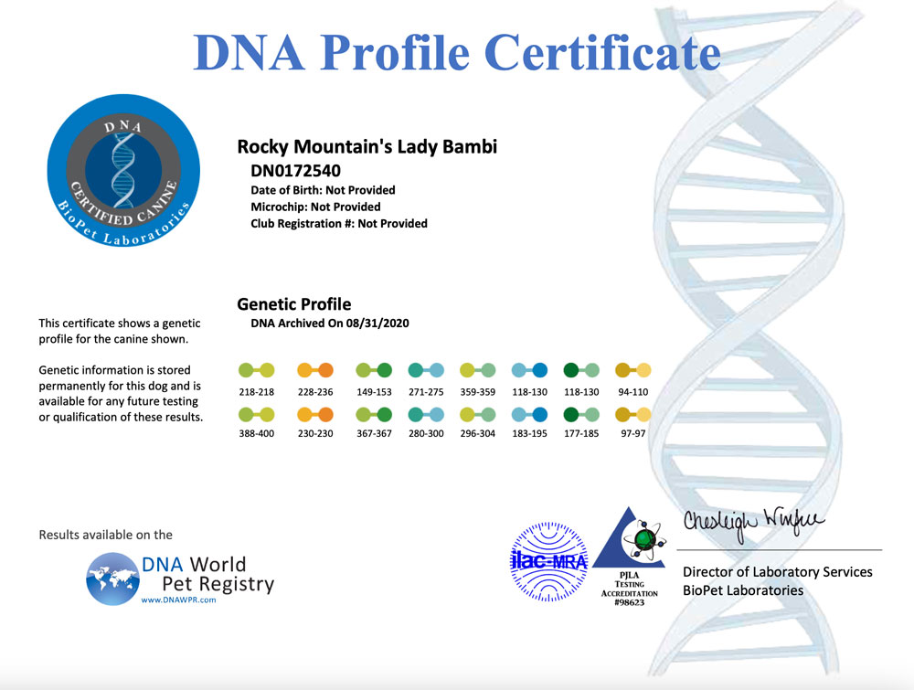 Rocky Mountain Biewer Terriers DNA Profile Certificate for Rocky Mountain's Lady Bambi