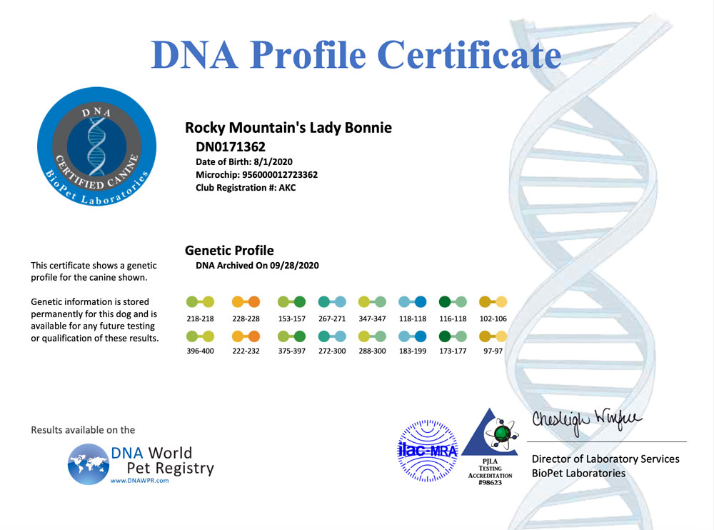 Rocky Mountain Biewer Terriers DNA Profile Certificate for Rocky Mountain's Lady Bonnie