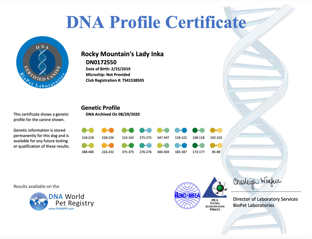 Rocky Mountain Biewer Terriers DNA Profile Certificate for Rocky Mountain's Lady Inka